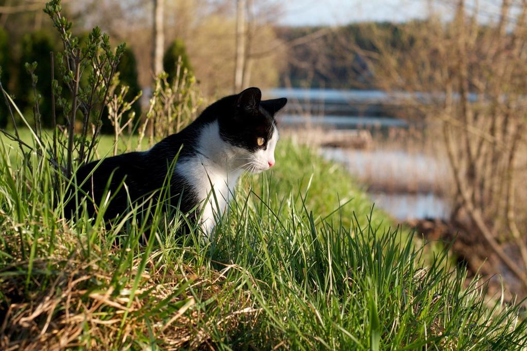 Willa Szara Sowa Stare Juchy Extérieur photo